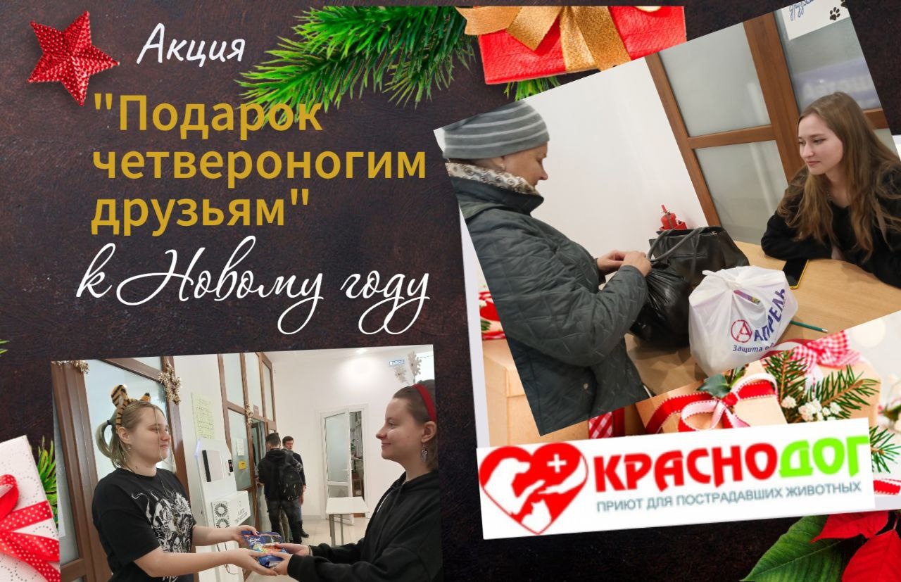 Проведение акции в помощь приюту Краснодог